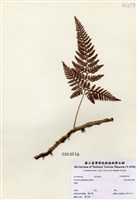 杯狀蓋陰石蕨藏品圖，第1張
